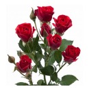 Роза кустовая красная (Rubicon)