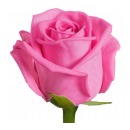 Роза кения розовая (Aqua)