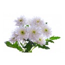 Хризантема кустовая белая Балтика