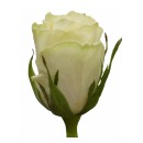 Роза кения белая (Athena)