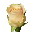 Роза кения  персиковая (Maqic Avalanche)