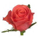 Роза кения (Pink Tacazzi)