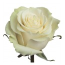 Роза эквадор белая (Mondial)