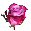 Роза эквадор фиолетовая (Deep Purple)