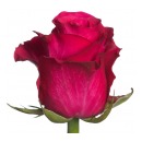 Роза кения малиновая (Tacazzi)