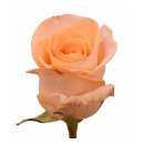 Роза эквадор персиковая (Tiffany)