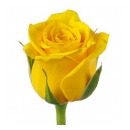 Роза эквадор желтая (Brigthon)